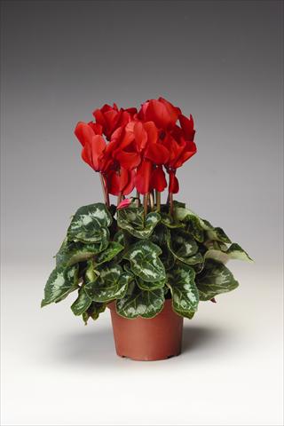 photo of flower to be used as: Basket / Pot Cyclamen persicum Concerto F1