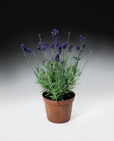 photo of flower to be used as: Bedding / border plant Lavandula angustifolia Blue Scent TM