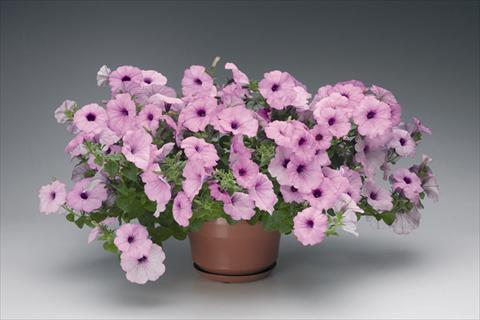 photo of flower to be used as: Basket / Pot Petunia grandiflora Plush