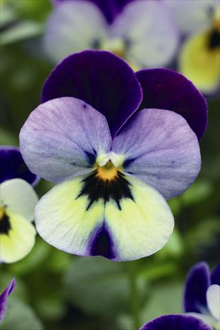 photo of flower to be used as: Basket / Pot Viola cornuta Endurio F1 Blue Yellow With Purple Wing