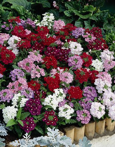 photo of flower to be used as: Bedding pot or basket Verbena Obsession® Mix