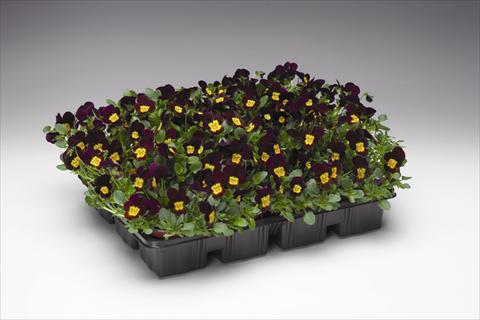 photo of flower to be used as: Basket / Pot Viola cornuta Endurio F1 Red With Yellow Face