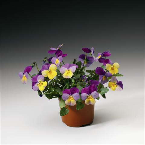 photo of flower to be used as: Basket / Pot Viola cornuta Endurio F1 Yellow With Violet Wing