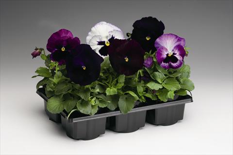 photo of flower to be used as: Bedding / border plant Viola wittrockiana Colossus F1 Lavender Medley