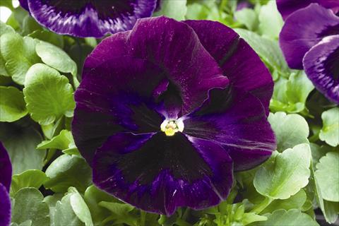 photo of flower to be used as: Bedding / border plant Viola wittrockiana Colossus F1 Neon Violet