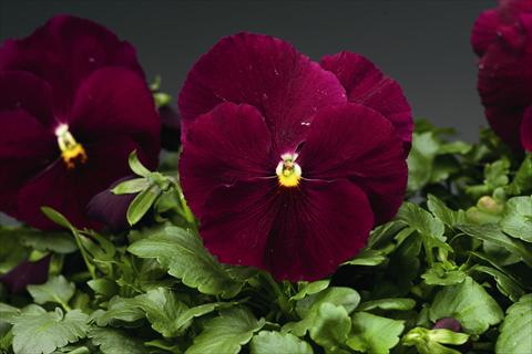 photo of flower to be used as: Bedding / border plant Viola wittrockiana Colossus F1 Pure Rose