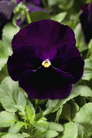photo of flower to be used as: Bedding / border plant Viola wittrockiana Colossus F1 Purple with Blotch
