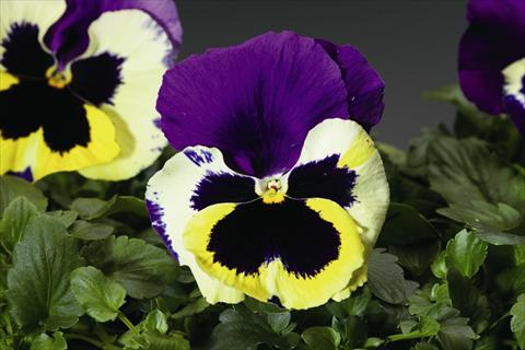 photo of flower to be used as: Bedding / border plant Viola wittrockiana Colossus F1 Tricolor