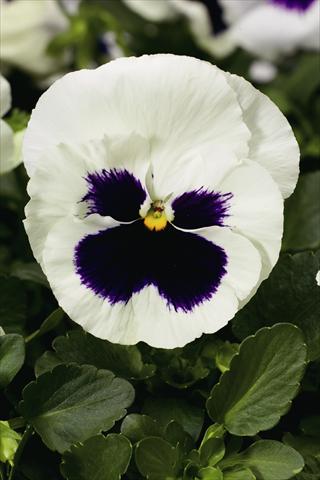photo of flower to be used as: Bedding / border plant Viola wittrockiana Colossus F1 White with Blotch