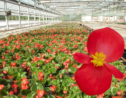 photo of flower to be used as: Pot, bedding, patio Begonia semperflorens Emperor Red