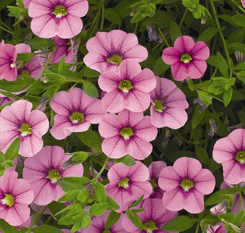 photo of flower to be used as: Basket / Pot Calibrachoa Carillon Lilac Pink