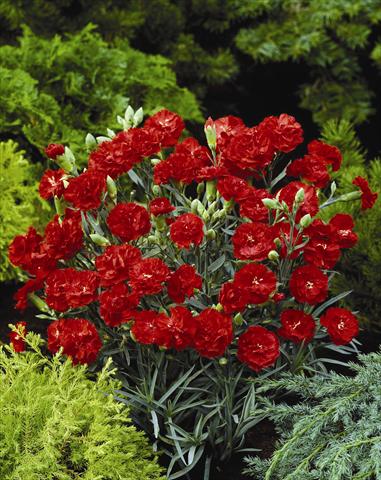 photo of flower to be used as: Bedding / border plant Dianthus caryophyllus Can Can Scarlet