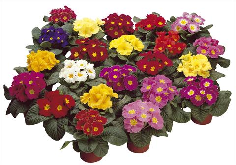 photo of flower to be used as: Pot and bedding Primula acaulis, veris, vulgaris Danova Mix