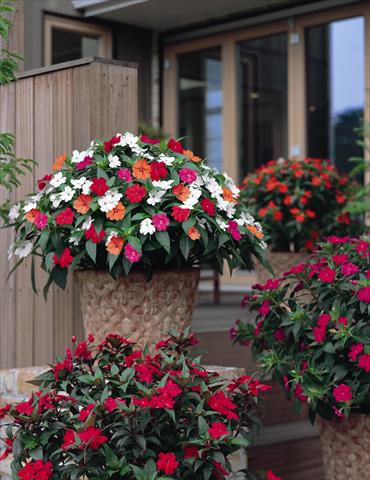 photo of flower to be used as: Bedding / border plant Impatiens N. Guinea SunPatiens® series
