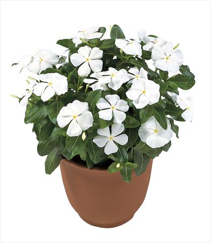 photo of flower to be used as: Pot, bedding, patio Catharanthus roseus - Vinca Victory Pure White