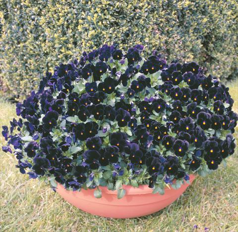 photo of flower to be used as: Bedding / border plant Viola cornuta Venus Black