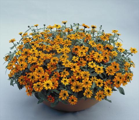 photo of flower to be used as: Pot, bedding, patio Zinnia hybrida Profusion Orange