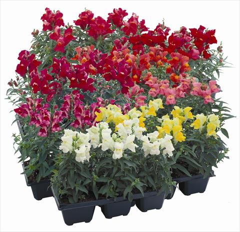 photo of flower to be used as: Bedding / border plant Antirrhinum majus Floral Showers Mix