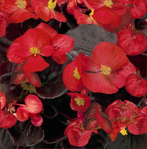 photo of flower to be used as: Pot and bedding Begonia semperflorens Senator Scarlet