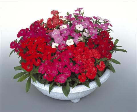 photo of flower to be used as: Pot, bedding, patio Dianthus Diamond Mix
