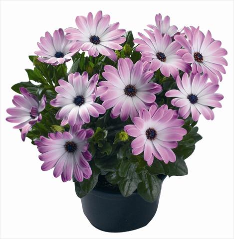 photo of flower to be used as: Pot and bedding Osteospermum Volta