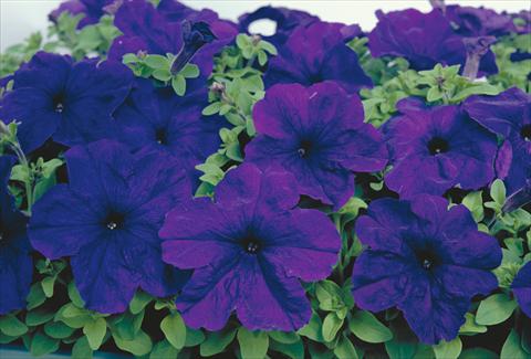 photo of flower to be used as: Bedding / border plant Petunia grandiflora Eagle Blue