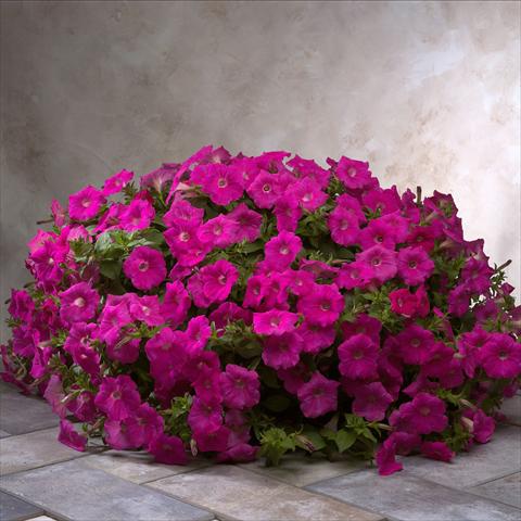 photo of flower to be used as: Bedding / border plant Petunia x hybrida Explorer Rose Pink