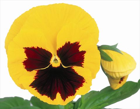 photo of flower to be used as: Pot and bedding Viola wittrockiana Power Yellow w/Blotch Improved