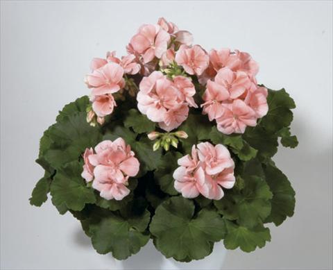 photo of flower to be used as: Bedding / border plant Pelargonium zonale Sunrise® Palazzo