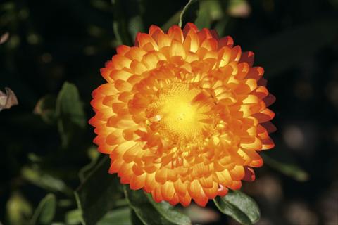 photo of flower to be used as: Basket / Pot Bracteantha bracteatum Mohave Autumn Bronze