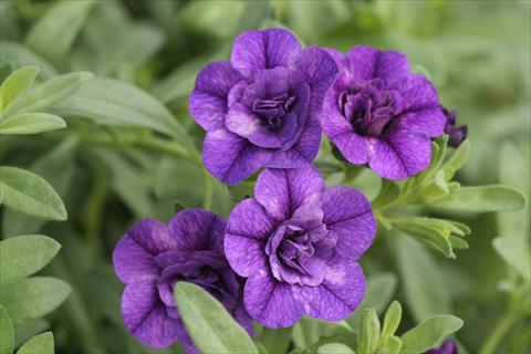 photo of flower to be used as: Basket / Pot Calibrachoa MiniFamous® Double Blue