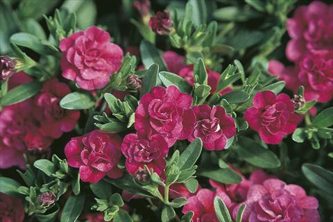 photo of flower to be used as: Basket / Pot Calibrachoa MiniFamous® Double Dark Pink