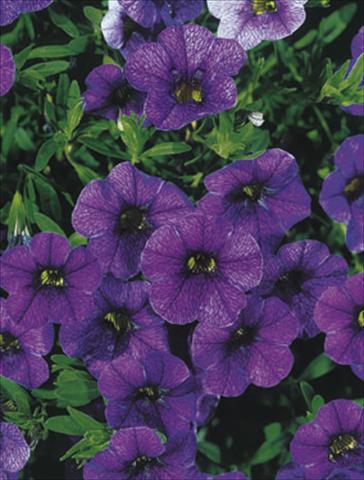 photo of flower to be used as: Basket / Pot Calibrachoa MiniFamous® Dark Blue