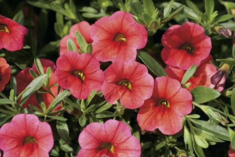 photo of flower to be used as: Basket / Pot Calibrachoa MiniFamous® Watermelon