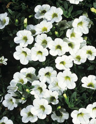 photo of flower to be used as: Basket / Pot Calibrachoa MiniFamous® White