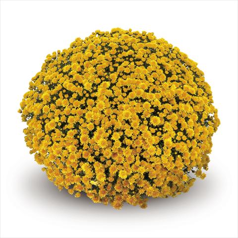 photo of flower to be used as: Basket / Pot Chrysanthemum Nestoro Gold