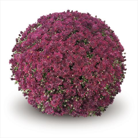 photo of flower to be used as: Basket / Pot Chrysanthemum Passarello Purple