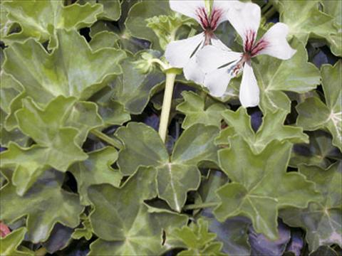 photo of flower to be used as: Basket / Pot Pelargonium peltatum Decora Glacier White®