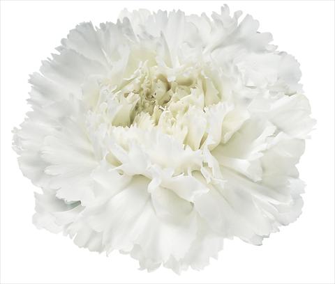 photo of flower to be used as: Cutflower Dianthus caryophyllus Astral