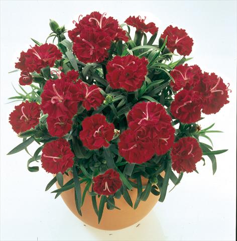 photo of flower to be used as: Basket / Pot Dianthus caryophyllus SuperTrouper® Burgundy