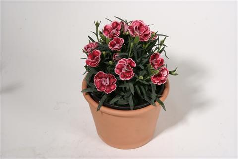 photo of flower to be used as: Basket / Pot Dianthus caryophyllus SuperTrouper® Dorie