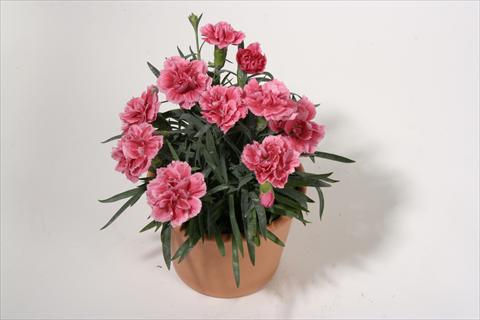photo of flower to be used as: Basket / Pot Dianthus caryophyllus SuperTrouper® Elise