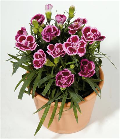 photo of flower to be used as: Basket / Pot Dianthus caryophyllus SuperTrouper® Frodo