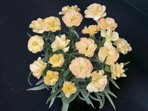 photo of flower to be used as: Basket / Pot Dianthus caryophyllus SuperTrouper® Luna