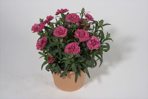 photo of flower to be used as: Basket / Pot Dianthus caryophyllus SuperTrouper® Oscar
