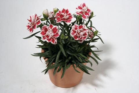 photo of flower to be used as: Basket / Pot Dianthus caryophyllus SuperTrouper® Sam