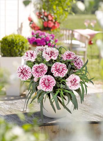 photo of flower to be used as: Basket / Pot Dianthus caryophyllus SuperTrouper® Sissy