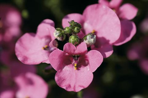 photo of flower to be used as: Bedding / border plant Diascia Piccadilly Hot Pink