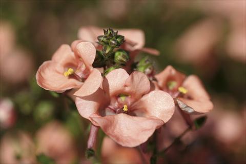 photo of flower to be used as: Bedding / border plant Diascia Piccadilly Salmon