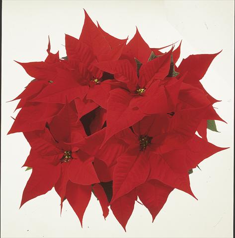 photo of flower to be used as: Basket / Pot Poinsettia - Euphorbia pulcherrima Christmas Carol sel®